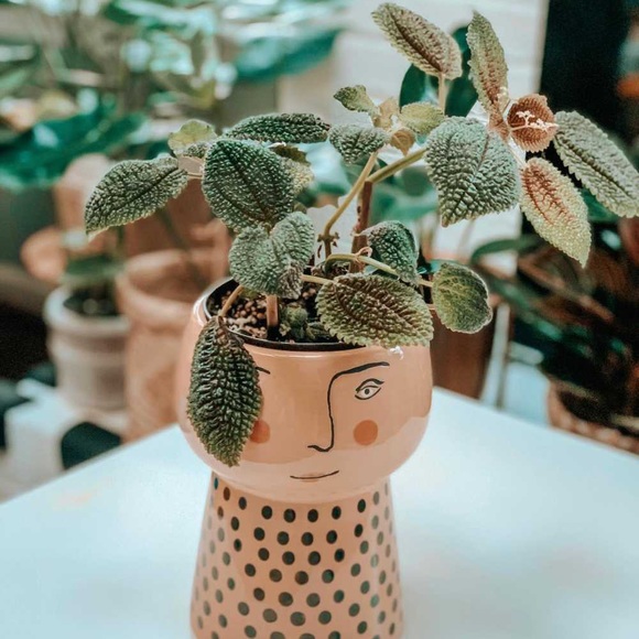 Opalhouse Stoneware Family Planter Pot - Picture 13 of 16